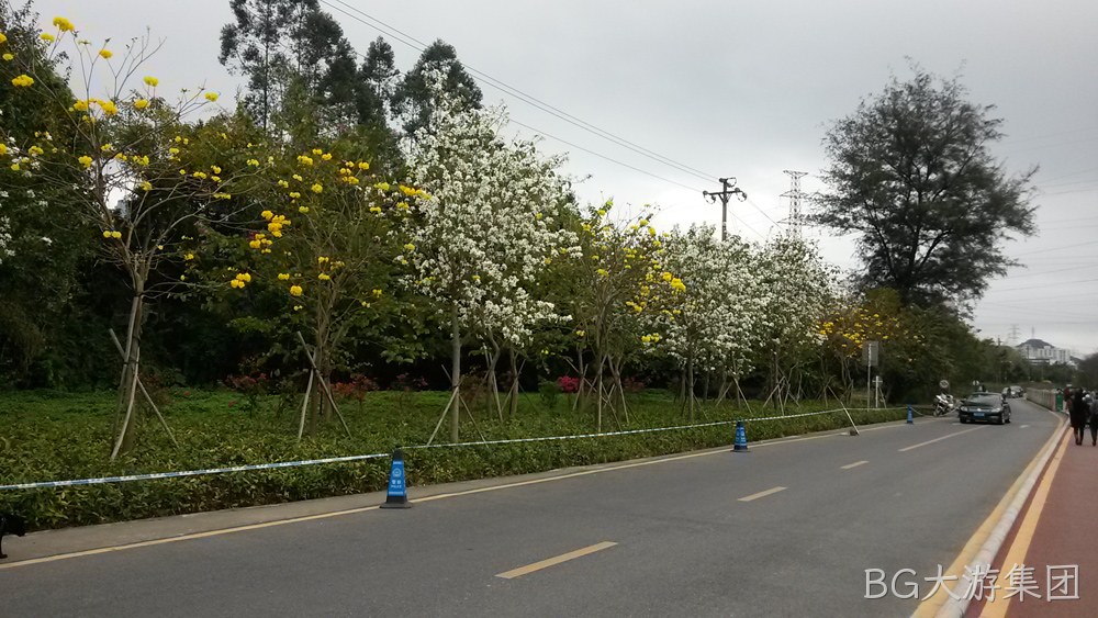 BG大游集团仙湖行